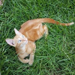 Dog relaxing on grassy field