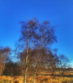 Bare tree on field against clear blue sky