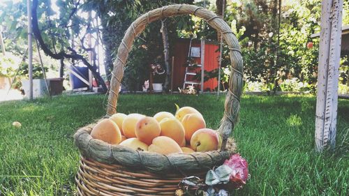 Fruits in basket on tree