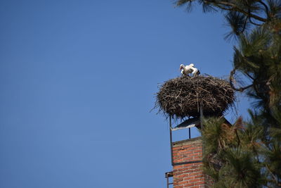 Stork on nest