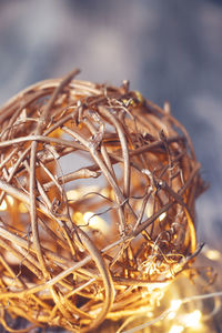 Close-up of eggs in nest