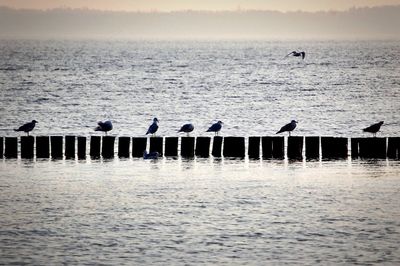 Silhouette birds flying over sea against sky during sunset