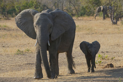 Elephant walking in a field