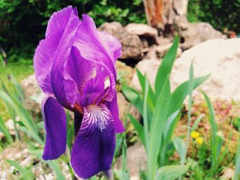 Close-up of purple flower