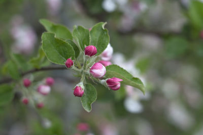 Close-up of pink flowering plant