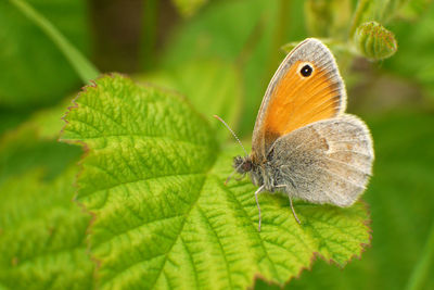 Close-up of butterfly on leaf