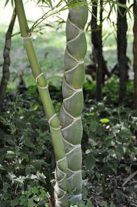 Close-up of plant growing outdoors