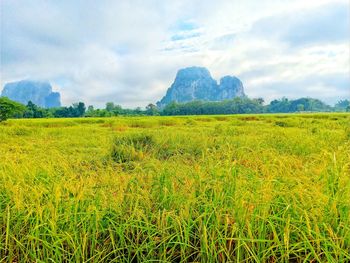 Scenic view of field against sky