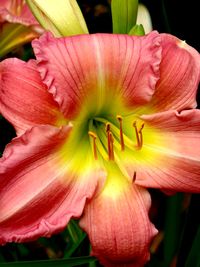 Close-up of pink flower