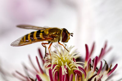 Close-up of bee pollinating on flower