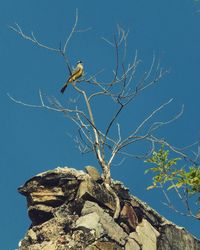 Low angle view of bird perching on tree against blue sky