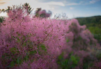 Close-up of pink flowers on tree