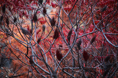 Full frame shot of branches during autumn