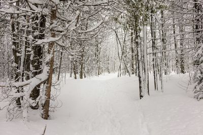 Bare trees on snow covered landscape