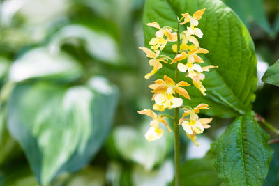 Close-up of flowering plant