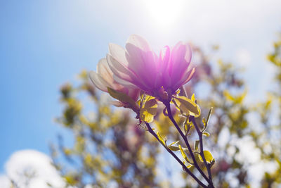 Close-up of fresh flower against clear sky