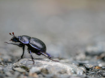 Close-up of insect on rock