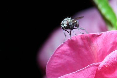 Close-up of insect on pink flower