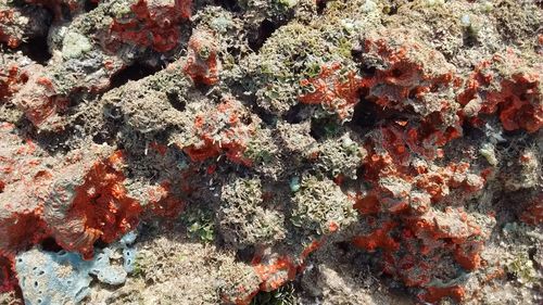 Full frame shot of lichen on rock