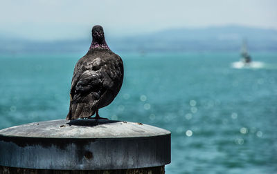 Bird perching on post by waterfront