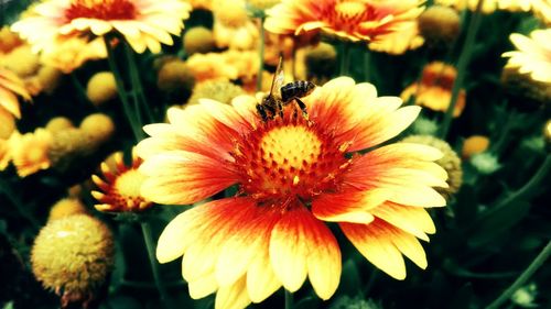 Close-up of bee on flower