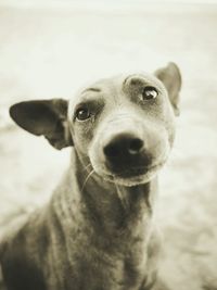 Close-up portrait of dog