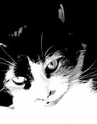 Close-up portrait of cat