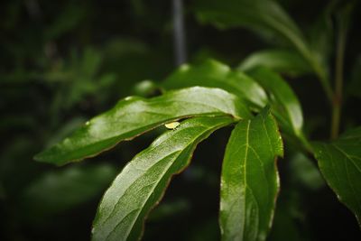 Close-up of fresh green plant