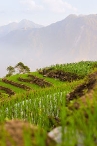 Scenic view of farm against sky