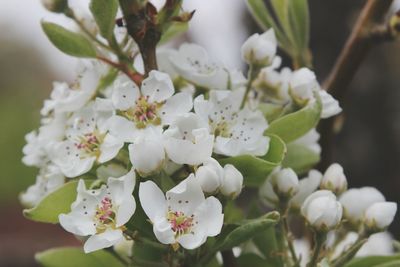 Close-up of white cherry blossom tree