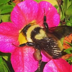 Close-up of honey bee pollinating on pink flower