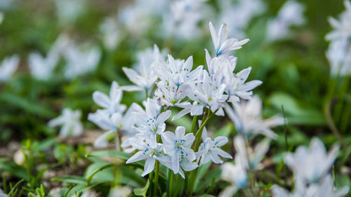 Close-up of white flower tree