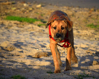 Portrait of dog