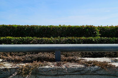 Plants growing in farm against sky