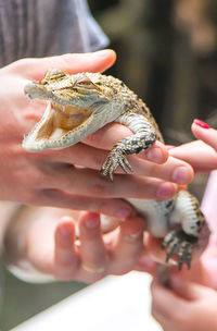 Cropped hand holding lizard