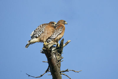 Low angle view of eagle perching on tree