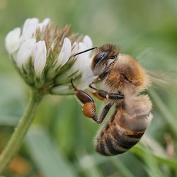 Close-up of honey bee on flower