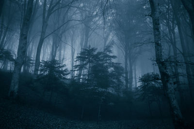 Dark forest panorama fantasy landscape in the park of monte cucco, umbria