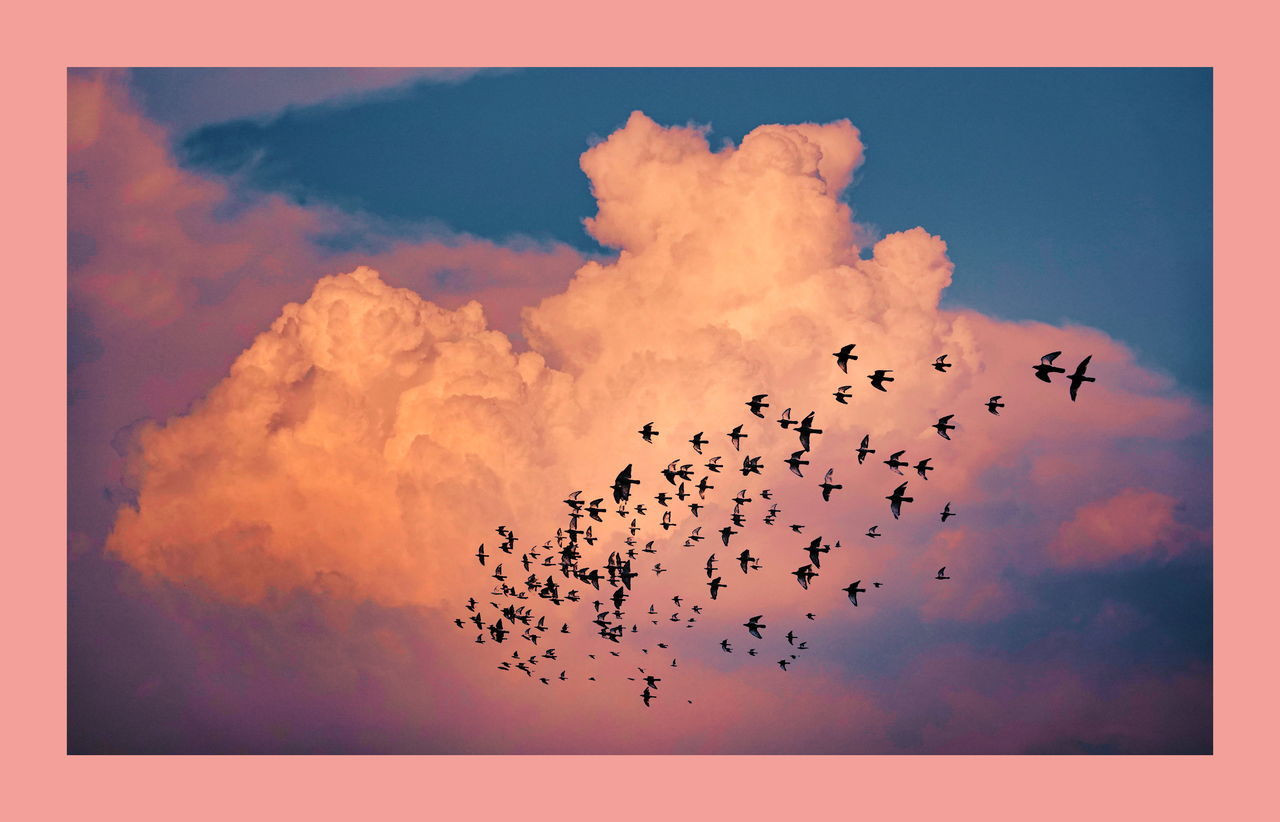 sky, flying, cloud - sky, bird, animal, animal themes, animal wildlife, animals in the wild, flock of birds, group of animals, vertebrate, large group of animals, beauty in nature, nature, no people, sunset, low angle view, mid-air, silhouette, scenics - nature, outdoors, plane