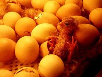 Close-up of eggs in container