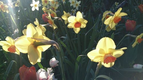 Close-up of yellow flowers blooming outdoors