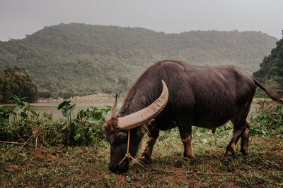 Wild asian buffalo with big horn. domestic animals in vietnam