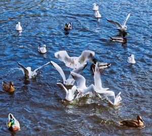 Ducks swimming in lake