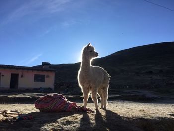 Horse standing on mountain against clear sky