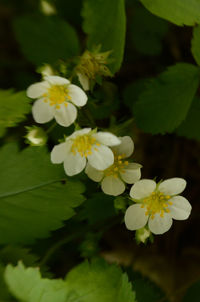 Close-up of white flowers