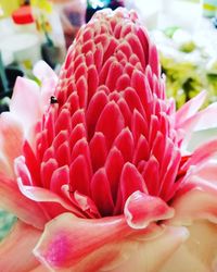 Close-up of pink rose flower