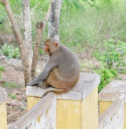 Monkey sitting on tree