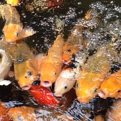 Close-up of koi carps swimming in pond