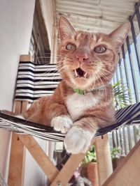 Portrait of cat sitting on chair