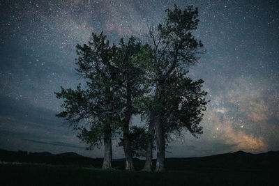 Trees on field against sky at night